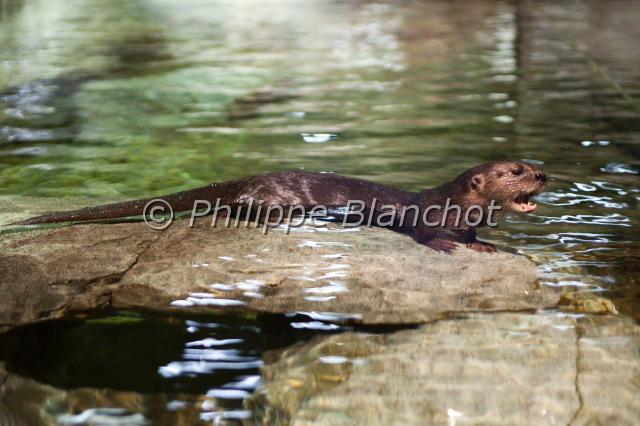 pteronura brasiliensis.JPG - Pteronura brasiliensisLoutre géanteGiant river otterCarnivora, Mustelidae